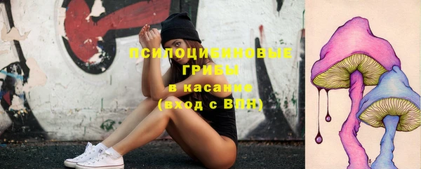 прущие грибы Гусиноозёрск
